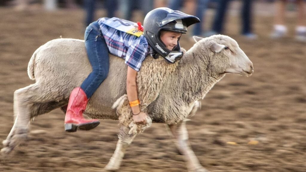 Nothwest Florida Championship Rodeo Events - Mutton Busting - Children ride a sheep for six seconds - Annual Bonifay, Florida Rodeo